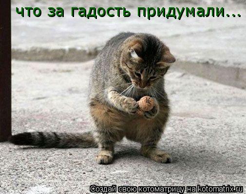 что за гадость придумали...... Котоматрица: что за гадость придумали...