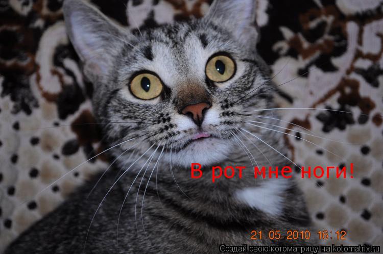 В рот мне ноги!... Котоматрица: В рот мне ноги!