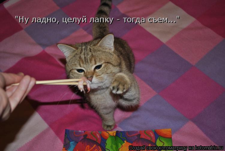 "Ну ладно, целуй лапку - тогда съем..."... Котоматрица: "Ну ладно, целуй лапку - тогда съем..."