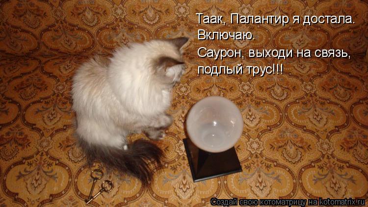 Таак, Палантир я достала. Включаю. Саурон, выходи на связь, подлый трус!!!... Котоматрица: Таак, Палантир я достала. Включаю. Саурон, выходи на связь, подлый трус!!!