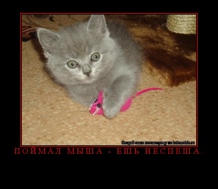 Поймал мыша - ешь неспеша. ... Котоматрица: Поймал мыша - ешь неспеша.