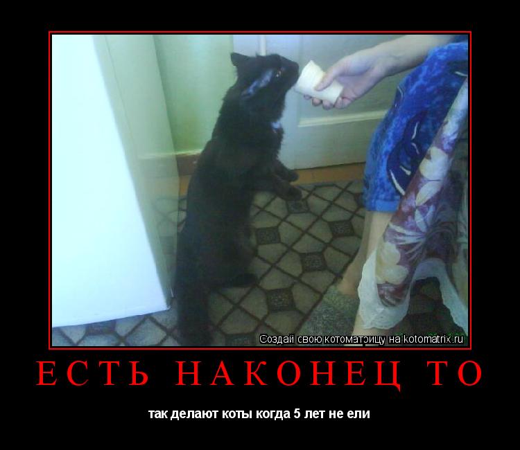есть наконец то так делают коты когда 5 лет не ели... Котоматрица: есть наконец то так делают коты когда 5 лет не ели