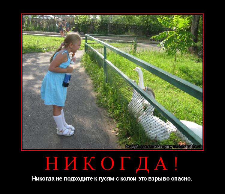 Никогда! Никогда не подходите к гусям с колои это взрыво опасно.... Котоматрица: Никогда! Никогда не подходите к гусям с колои это взрыво опасно.