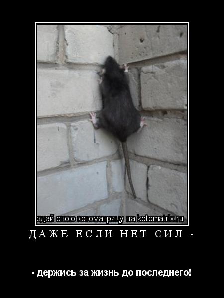 Даже если нет сил - - держись за жизнь до последнего!... Котоматрица: Даже если нет сил - - держись за жизнь до последнего!