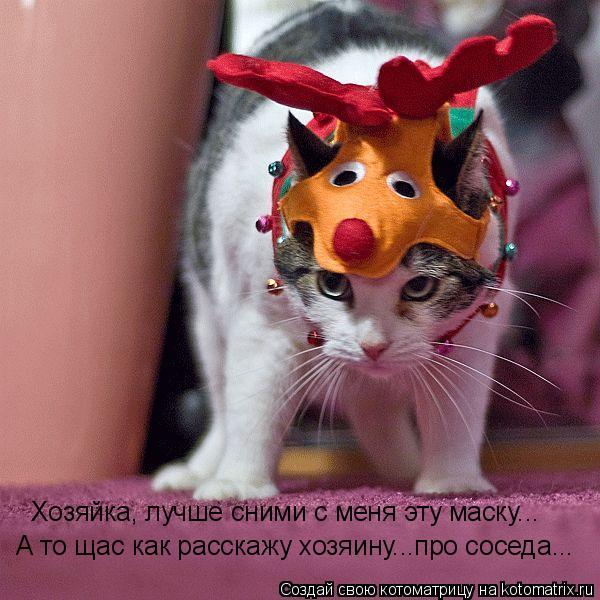 Хозяйка, лучше сними с меня эту маску... А то щас как расскажу хозяину...про соседа...... Котоматрица: Хозяйка, лучше сними с меня эту маску... А то щас как расскажу хозяину...про соседа...
