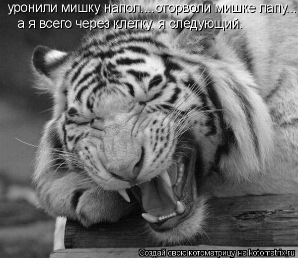 уронили мишку напол.... уронили мишку напол....оторволи мишке лапу..... а я всего через клетку, я сле... Котоматрица: уронили мишку напол.... уронили мишку напол....оторволи мишке лапу..... а я всего через клетку, я следу. уронили мишку напол....оторволи мишке лап