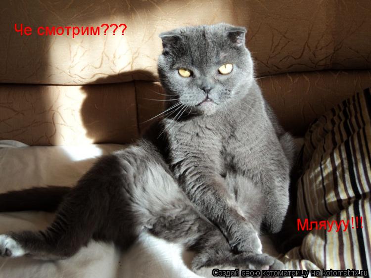Че смотрим??? Мляууу!!!... Котоматрица: Че смотрим??? Мляууу!!!