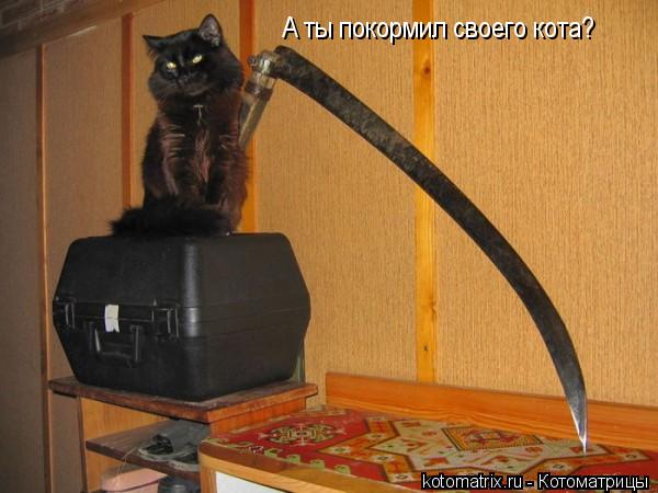 А ты покормил своего кота?... Котоматрица: А ты покормил своего кота?