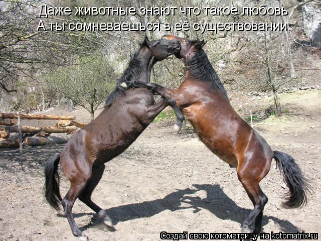 Даже животные знают что такое любовь А ты сомневаешься в её существовании.... Котоматрица: Даже животные знают что такое любовь А ты сомневаешься в её существовании.