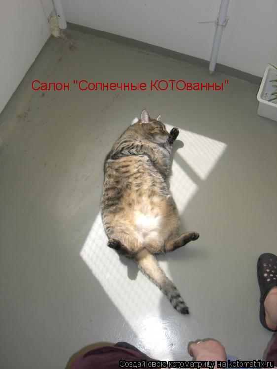 Салон "Солнечные КОТОванны"... Котоматрица: Салон "Солнечные КОТОванны"