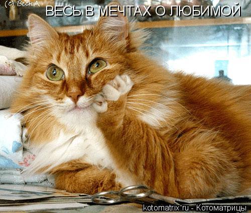 ВЕСЬ В МЕЧТАХ О ЛЮБИМОЙ... Котоматрица: ВЕСЬ В МЕЧТАХ О ЛЮБИМОЙ
