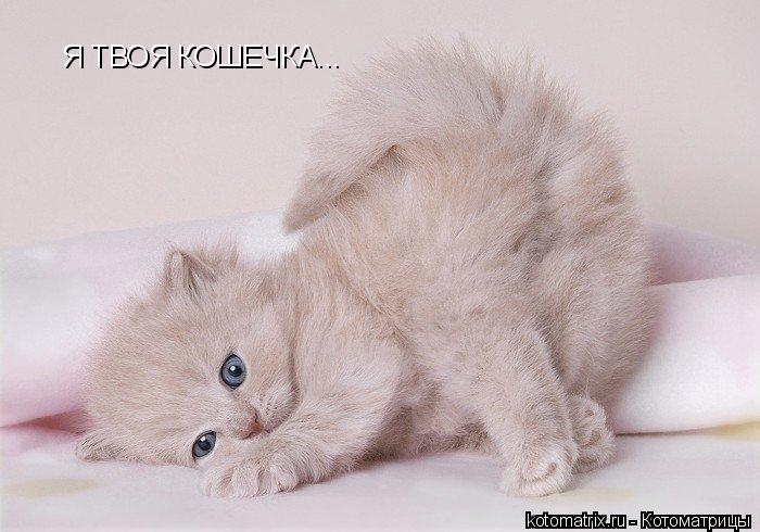 Я ТВОЯ КОШЕЧКА...... Котоматрица: Я ТВОЯ КОШЕЧКА...
