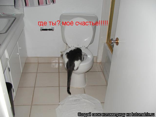 где ты? моё счастье!!!!!... Котоматрица: где ты? моё счастье!!!!!