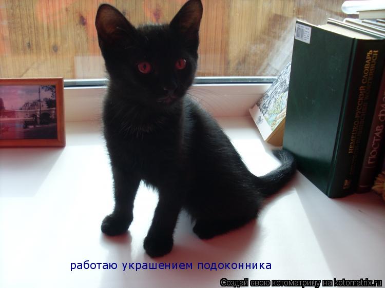 работаю украшением подоконника... Котоматрица: работаю украшением подоконника
