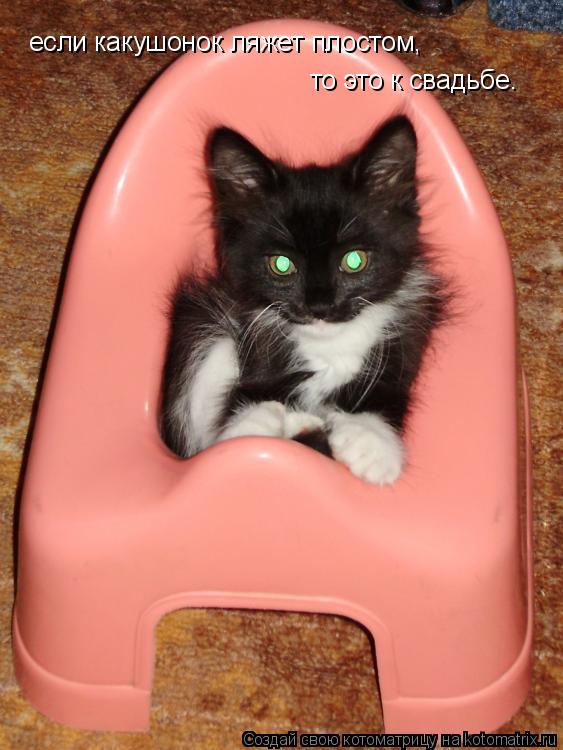 Котоматрица: если какушонок ляжет плостом, то это к свадьбе.