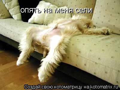 опять на меня сели... Котоматрица: опять на меня сели