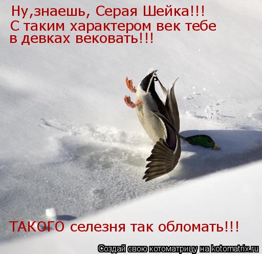 Ну,знаешь, Серая Шейка!!! С таким характером век тебе в девках вековать!!! ТАКОГО селезня так обломат... Котоматрица: Ну,знаешь, Серая Шейка!!! С таким характером век тебе в девках вековать!!! ТАКОГО селезня так обломать!!!