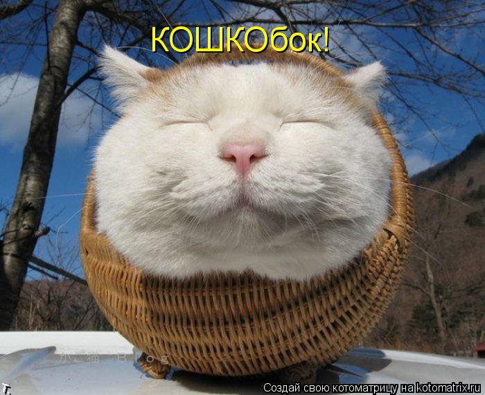 КОШКОбок!... Котоматрица: КОШКОбок!