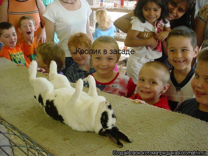 Кролик в засаде... Котоматрица: Кролик в засаде