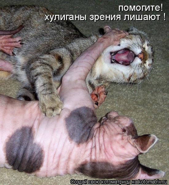 помогите! хулиганы зрения лишают !... Котоматрица: помогите! хулиганы зрения лишают !