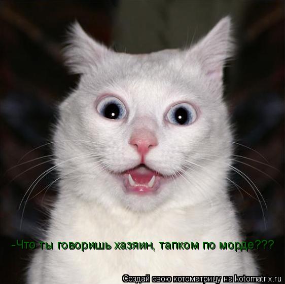 Котоматрица: -Что ты говоришь хазяин, тапком по морде???