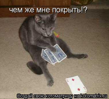 Котоматрица: чем же мне покрыть!?