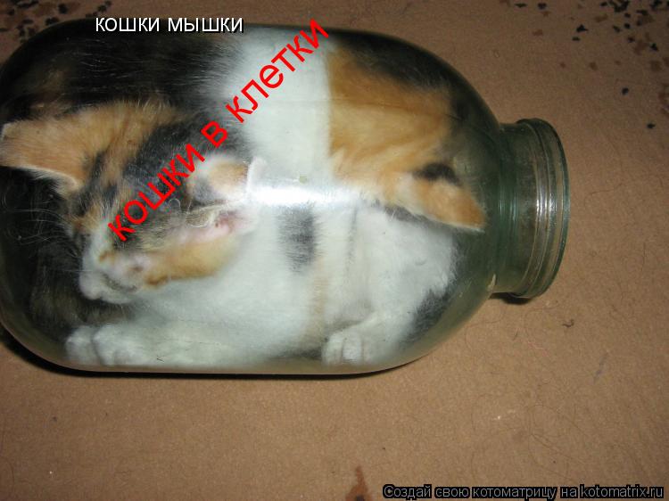 кошки мышки кошки в клетки... Котоматрица: кошки мышки кошки в клетки