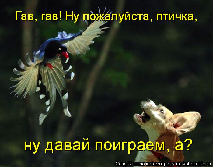 Гав, гав! Ну пожалуйста, птичка, ну давай поиграем, а?... Котоматрица: Гав, гав! Ну пожалуйста, птичка, ну давай поиграем, а?