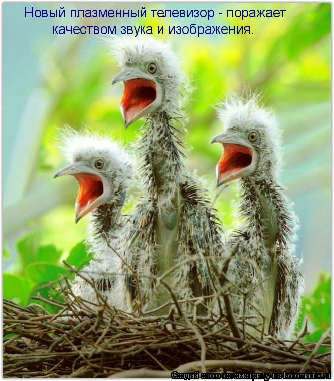 Новый плазменный телевизор - поражает качеством звука и изображения.... Котоматрица: Новый плазменный телевизор - поражает качеством звука и изображения.