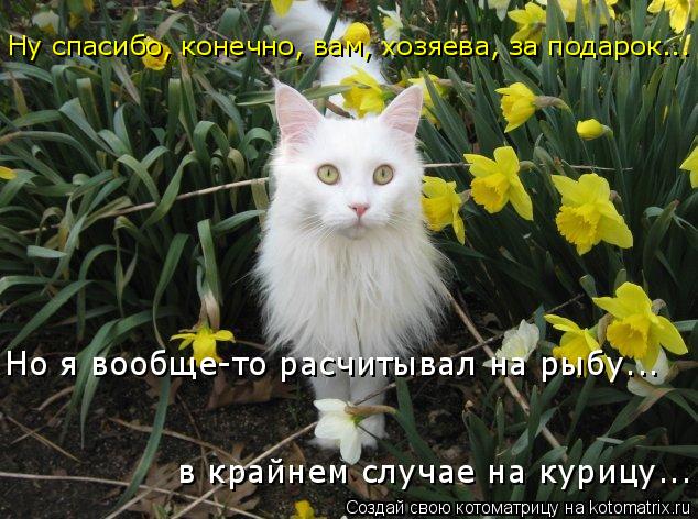 Ну спасибо, конечно, вам, хозяева, за подарок... Но я вообще-то расчитывал на рыбу... в крайнем случа... Котоматрица: Ну спасибо, конечно, вам, хозяева, за подарок... Но я вообще-то расчитывал на рыбу... в крайнем случае на курицу...