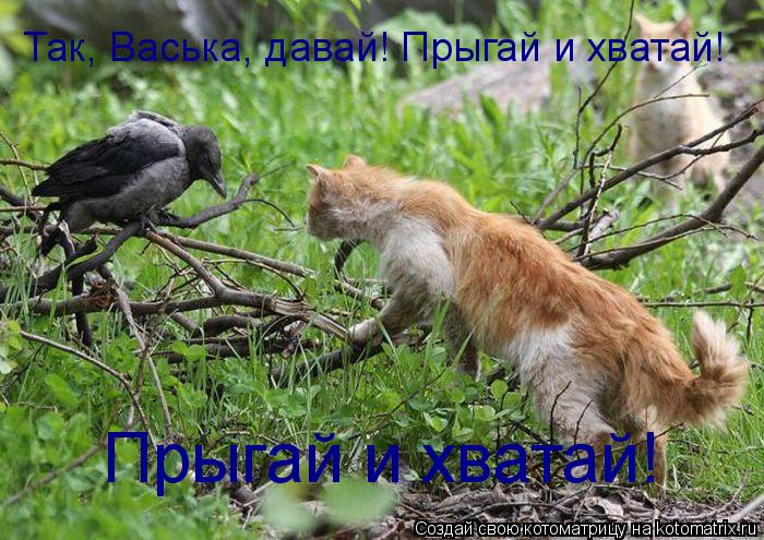 Так, Васька, давай! Прыгай и хватай! Прыгай и хватай!... Котоматрица: Так, Васька, давай! Прыгай и хватай! Прыгай и хватай!