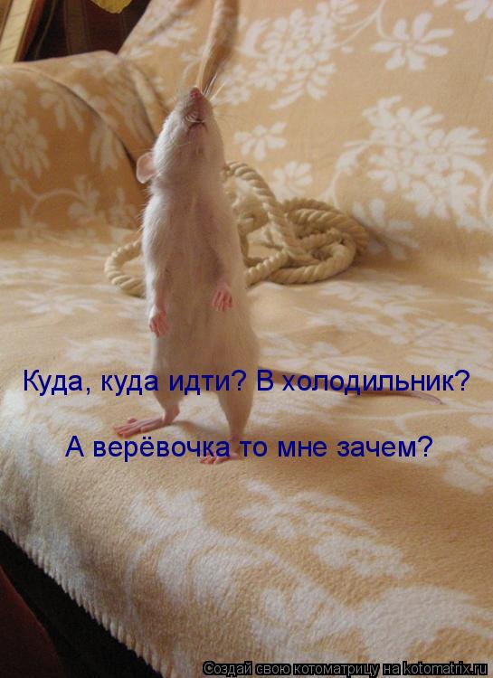 Куда, куда идти? В холодильник? А верёвочка то мне зачем?... Котоматрица: Куда, куда идти? В холодильник? А верёвочка то мне зачем?