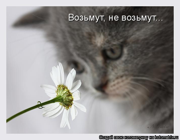 Возьмут, не возьмут...... Котоматрица: Возьмут, не возьмут...