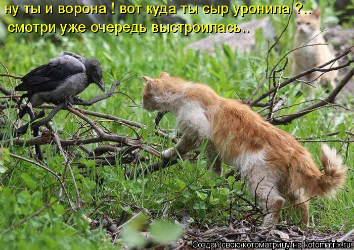 ну ты и ворона ! вот куда ты сыр уронила ?.. смотри уже очередь выстроилась..... Котоматрица: ну ты и ворона ! вот куда ты сыр уронила ?.. смотри уже очередь выстроилась..