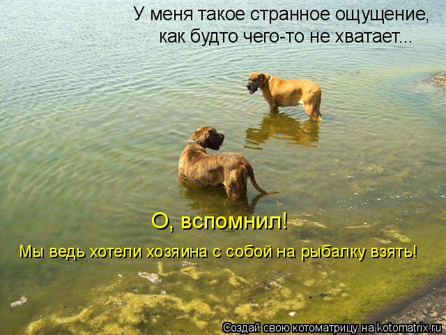 У меня такое странное ощущение, как будто чего-то не хватает... О, вспомнил! Мы ведь хотели хозяина с... Котоматрица: У меня такое странное ощущение, как будто чего-то не хватает... О, вспомнил! Мы ведь хотели хозяина с собой на рыбалку взять!