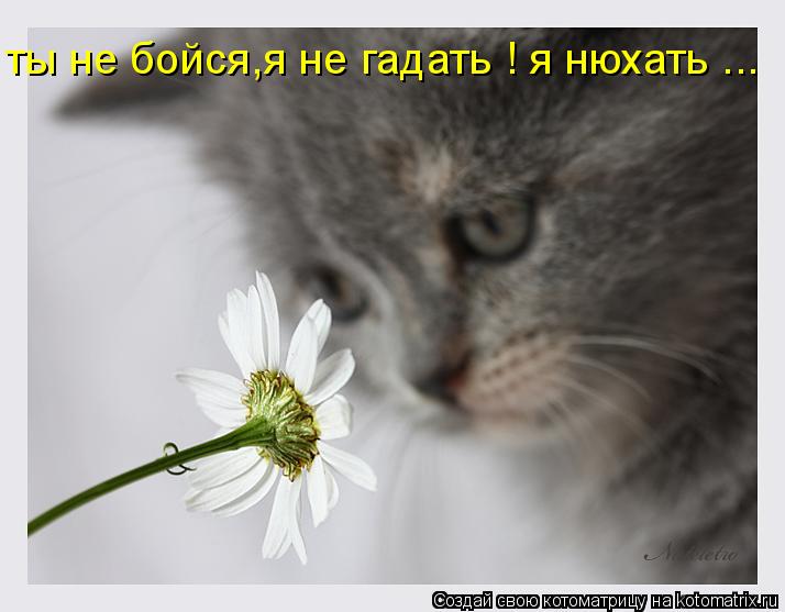 ты не бойся,я не гадать ! я нюхать ...... Котоматрица: ты не бойся,я не гадать ! я нюхать ...