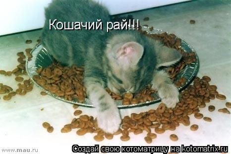 Кошачий рай!!!... Котоматрица: Кошачий рай!!!
