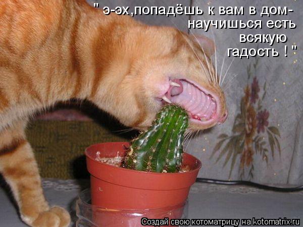 э-эх,попадёшь к вам в дом- научишься есть всякую " гадость ! "... Котоматрица: э-эх,попадёшь к вам в дом- научишься есть всякую " гадость ! "
