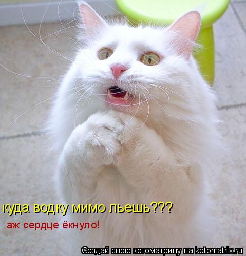 куда водку мимо льешь??? аж сердце ёкнуло!... Котоматрица: куда водку мимо льешь??? аж сердце ёкнуло!