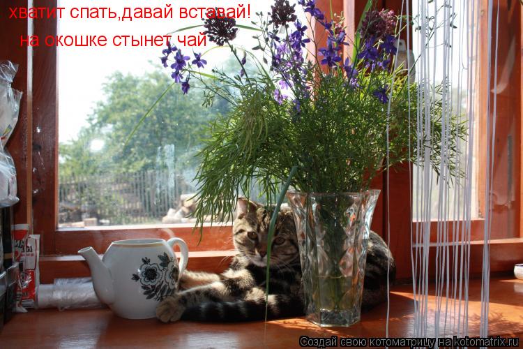 хватит спать,давай вставай! на окошке стынет чай... Котоматрица: хватит спать,давай вставай! на окошке стынет чай