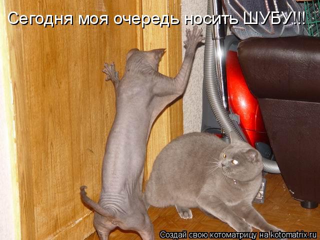 Сегодня моя очередь носить ШУБУ!!!... Котоматрица: Сегодня моя очередь носить ШУБУ!!!