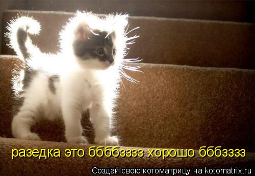 разедка это ббббзззз хорошо бббзззз... Котоматрица: разедка это ббббзззз хорошо бббзззз