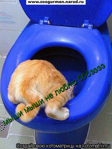 мыши мыши не люблю бббээээ... Котоматрица: мыши мыши не люблю бббээээ