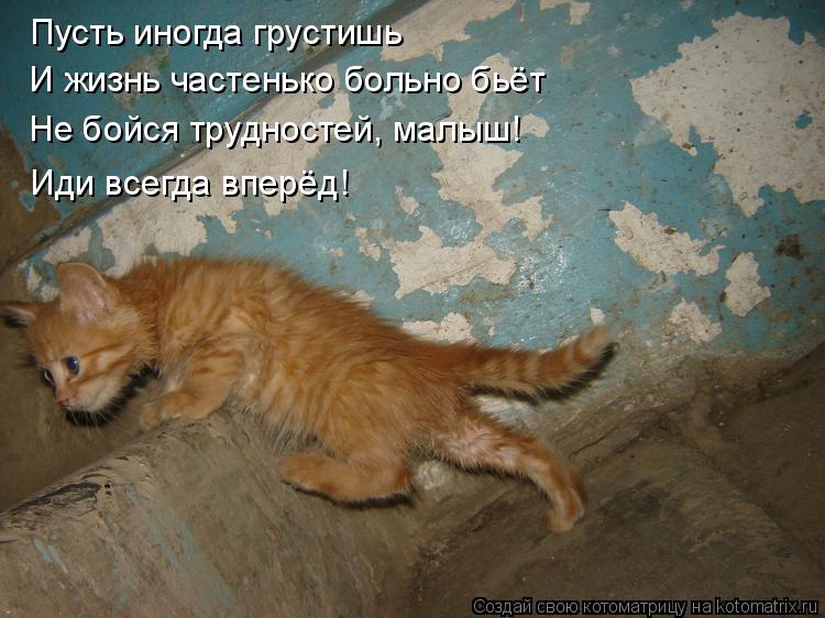 Котоматрица: Пусть иногда грустишь  И жизнь частенько больно бьёт Не бойся трудностей, малыш! Иди всегда вперёд!
