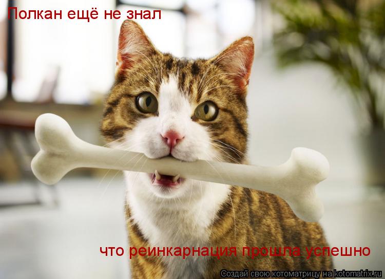 Полкан ещё не знал что реинкарнация прошла успешно... Котоматрица: Полкан ещё не знал что реинкарнация прошла успешно