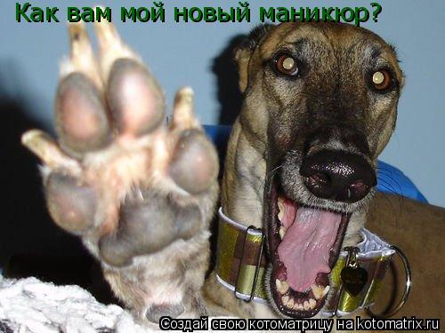 Как вам мой новый маникюр?... Котоматрица: Как вам мой новый маникюр?