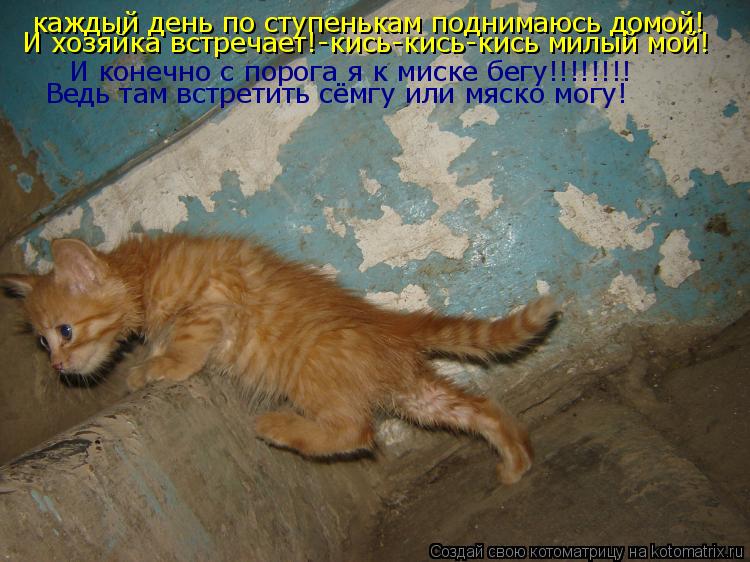 каждый день по ступенькам поднимаюсь домой! И хозяйка встречает!-кись-кись-кись милый мой! И конечно ... Котоматрица: каждый день по ступенькам поднимаюсь домой! И хозяйка встречает!-кись-кись-кись милый мой! И конечно с порога я к миске бегу!!!!!!!! Ведь там вст