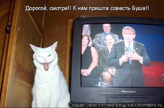 Дорогой, смотри!! К нам пришла совесть Буша!!... Котоматрица: Дорогой, смотри!! К нам пришла совесть Буша!!
