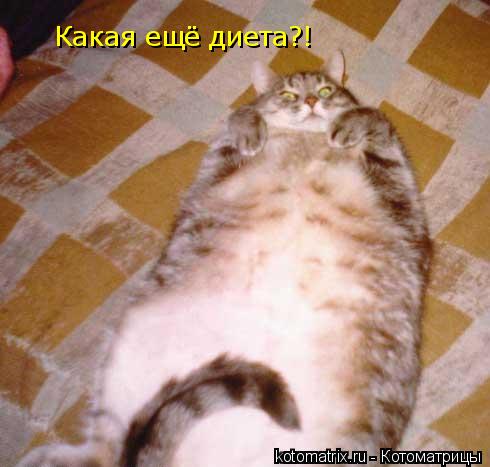 Какая ещё диета?!... Котоматрица: Какая ещё диета?!