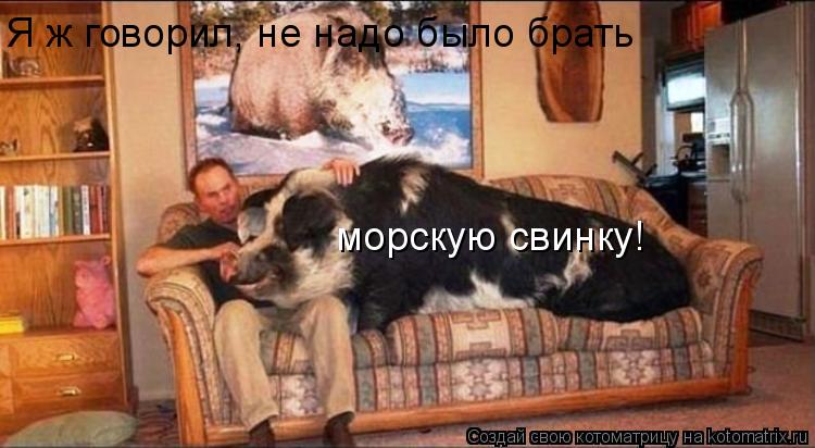 Я ж говорил, не надо было брать морскую свинку!... Котоматрица: Я ж говорил, не надо было брать морскую свинку!